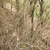 Plants: image 64 Of 208 Thumb